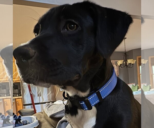 Medium Photo #4 Labrador Retriever-Unknown Mix Puppy For Sale in Blairsville, GA, USA