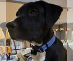 Small #3 Labrador Retriever Mix