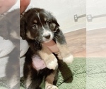 Small Photo #4 Aussiedoodle Puppy For Sale in LOUISVILLE, KY, USA