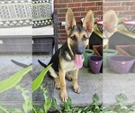 Small #10 German Shepherd Dog