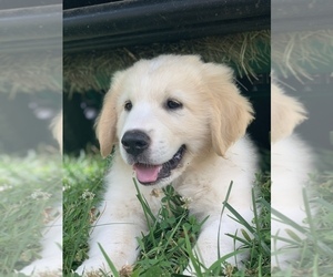 Great Pyrenees-Newfoundland Mix Puppy for sale in MOUNT AIRY, MD, USA