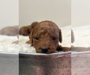 Goldendoodle (Miniature) Puppy for sale in HULL, IA, USA