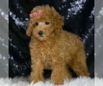 Small Photo #105 Poodle (Miniature) Puppy For Sale in WARSAW, IN, USA