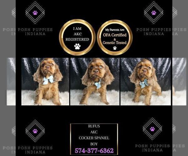 Medium Photo #30 Cocker Spaniel Puppy For Sale in WARSAW, IN, USA