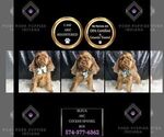 Small Photo #30 Cocker Spaniel Puppy For Sale in WARSAW, IN, USA
