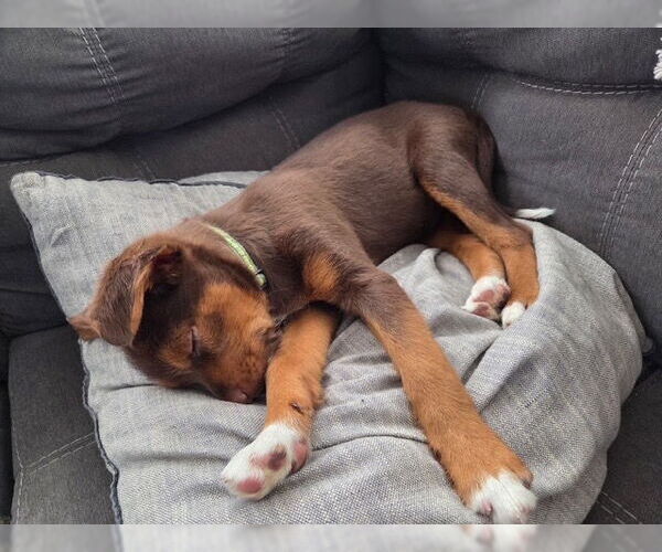 Medium Photo #2 Jack Russell Terrier-Unknown Mix Puppy For Sale in St. Louis Park, MN, USA