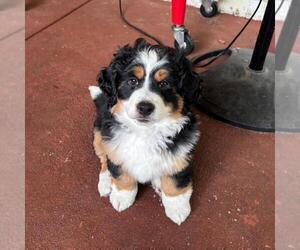 Miniature Bernedoodle Puppy for sale in ORLANDO, FL, USA