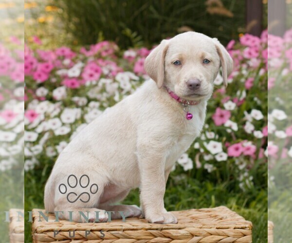 Medium Photo #3 Labrador Retriever Puppy For Sale in MORGANTOWN, PA, USA