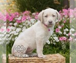 Small #2 Labrador Retriever