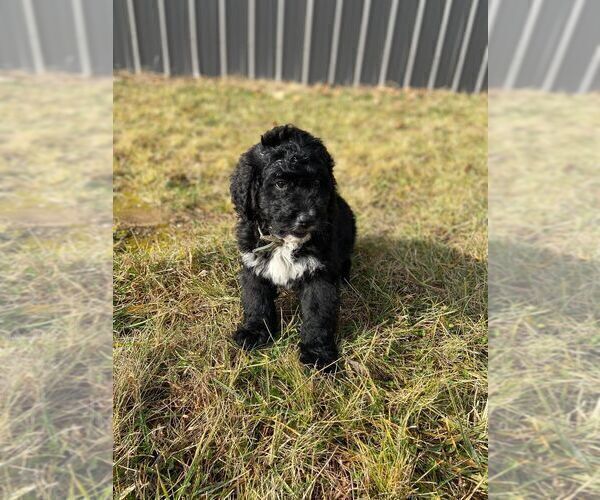 Medium Photo #8 Bernedoodle Puppy For Sale in CONNERSVILLE, IN, USA