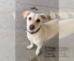Chiweenie Dogs for adoption in Calgary, Alberta, Canada