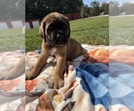 Puppy Blue Mastiff