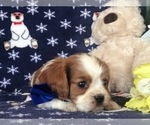 Small Photo #4 Cavalier King Charles Spaniel Puppy For Sale in CLAY, PA, USA