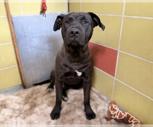 Mutt Dogs for adoption in Redwood City, CA, USA