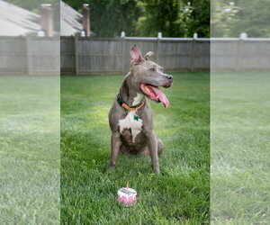 Faith - Female American Pit Bull Terrier Dog for Adoption - Photo #7