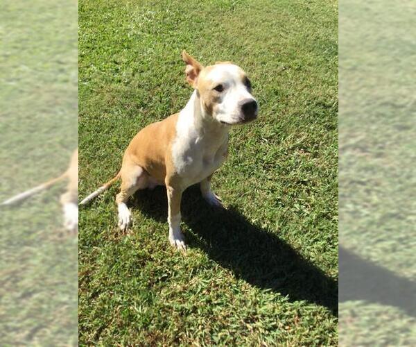 Medium Photo #1 Mutt Puppy For Sale in Grovetown, GA, USA