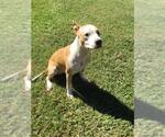 NED - Male Mutt Dog for Adoption - Small photo