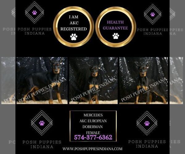 Medium Photo #16 Doberman Pinscher Puppy For Sale in WARSAW, IN, USA