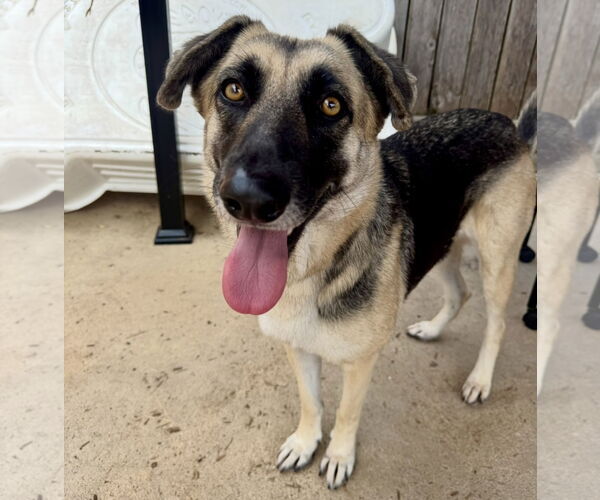 Medium Photo #2 Mutt Puppy For Sale in Houston, TX, USA