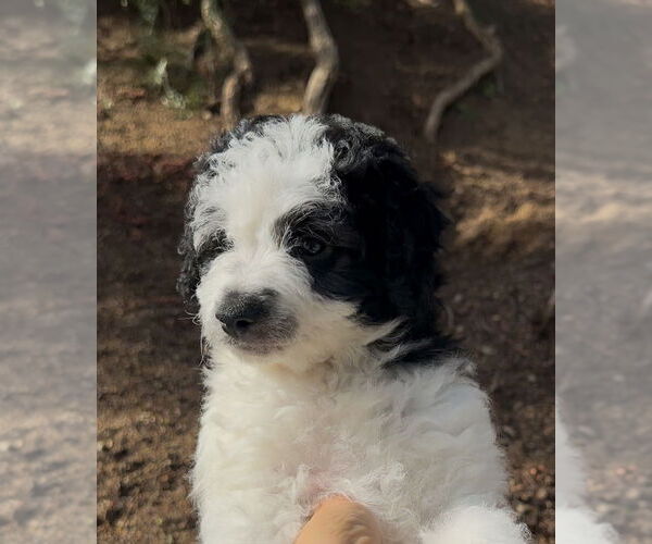 Medium Photo #2 Mutt Puppy For Sale in San Diego, CA, USA