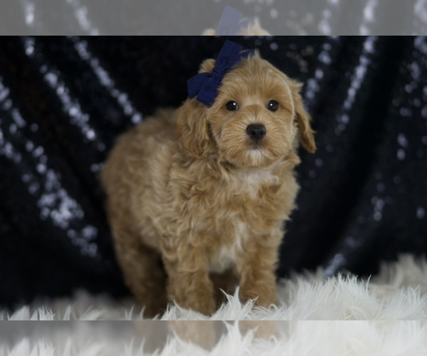 Medium Photo #4 Maltipoo (Miniature) Puppy For Sale in WARSAW, IN, USA