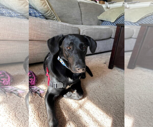 Medium Photo #3 Labrador Retriever-Unknown Mix Puppy For Sale in Cliffwood, NJ, USA
