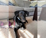 Small #2 Labrador Retriever Mix