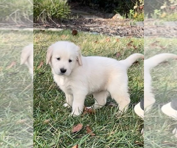 Medium Photo #3 Golden Retriever Puppy For Sale in CLOVERDALE, CA, USA