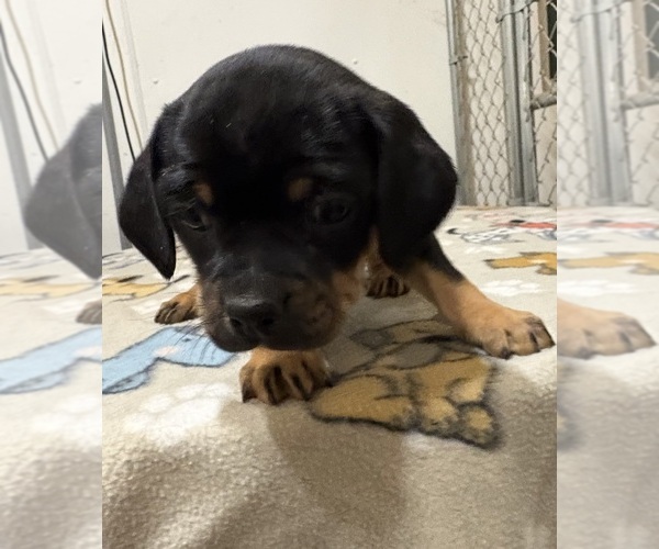 Medium Photo #1 Carlin Pinscher Puppy For Sale in COBB, WI, USA