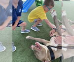 Small #2 American Pit Bull Terrier Mix