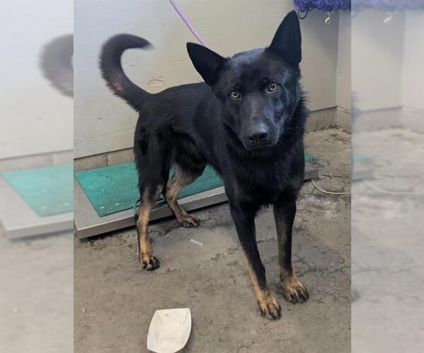Medium Photo #1 German Shepherd Dog Puppy For Sale in Camarillo, CA, USA