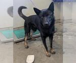 Small German Shepherd Dog