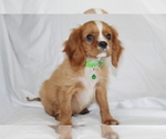Image preview for Ad Listing. Nickname: Marlow
