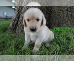 Small Photo #10 Golden Retriever Puppy For Sale in LA RUSSELL, MO, USA