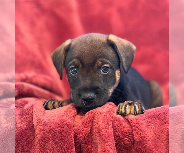 Medium Photo #1 Raggle Puppy For Sale in San Diego, CA, USA
