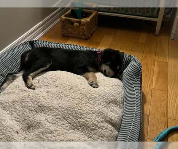 Medium Photo #2 Huskies -Unknown Mix Puppy For Sale in Oro Medonte, Ontario, Canada