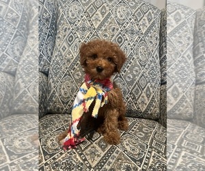 Poodle (Toy) Puppy for sale in LANSDALE, PA, USA