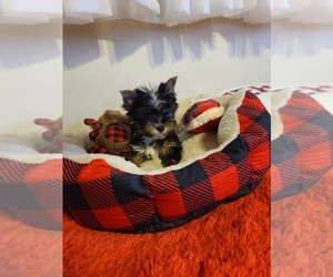 Yorkshire Terrier Puppy for Sale in AMARILLO, Texas USA