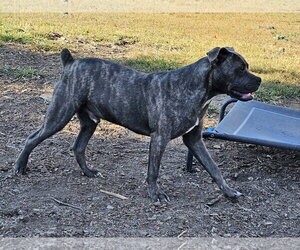 Andy II - Male Bulldog-Unknown Mix Dog for Adoption - Photo #6