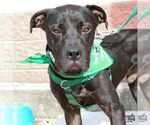 Small #9 American Pit Bull Terrier-Labrador Retriever Mix