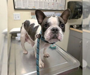 Faux Frenchbo Bulldog Dogs for adoption in Long Beach, CA, USA