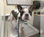 Small Faux Frenchbo Bulldog