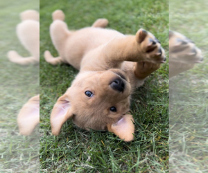 Labrador Retriever Puppy for Sale in WESTBY, Wisconsin USA