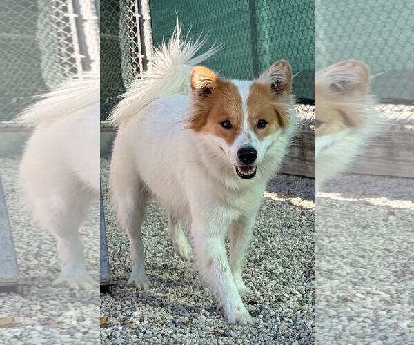 Medium Photo #3 Border Collie-Unknown Mix Puppy For Sale in Jefferson, WI, USA