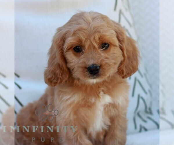 Medium Photo #1 Cavapoo (Miniature) Puppy For Sale in ELIZABETHTOWN, PA, USA