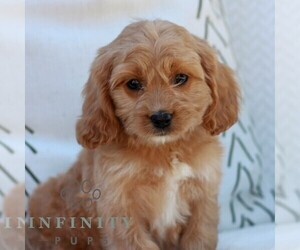 Cavapoo (Miniature) Puppy for sale in ELIZABETHTOWN, PA, USA