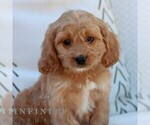 Small Cavapoo (Miniature)
