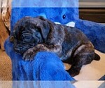 Small Photo #8 Cane Corso Puppy For Sale in INDIANAPOLIS, IN, USA