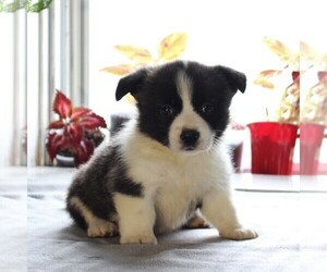 Pembroke Welsh Corgi Puppy for sale in HONEY BROOK, PA, USA