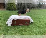 Small Photo #4 Beagle Puppy For Sale in PINE GROVE, PA, USA